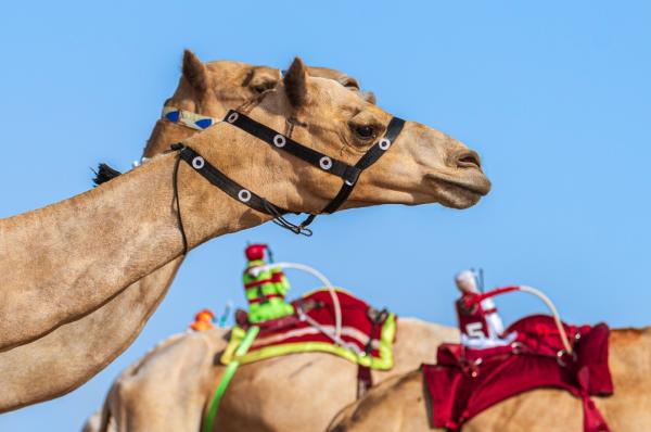السعودية تتصدر نقاط جائزة سيف ولي العهد