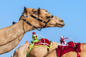 السعودية تتصدر نقاط جائزة سيف ولي العهد