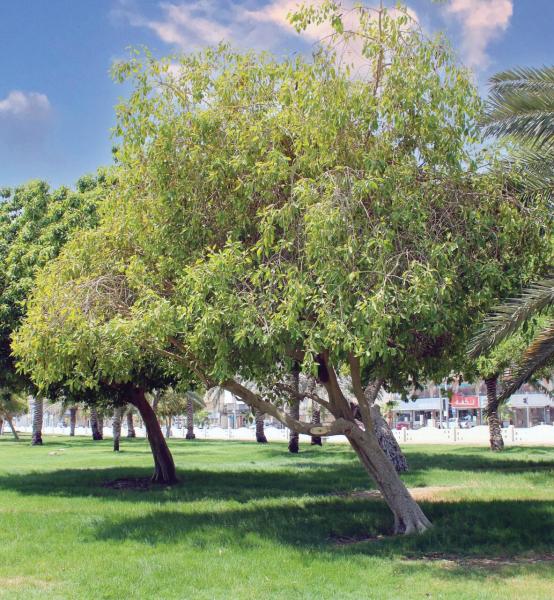 إطلاق مبادرة لحفظ الأشجار المعمرة بالدمام