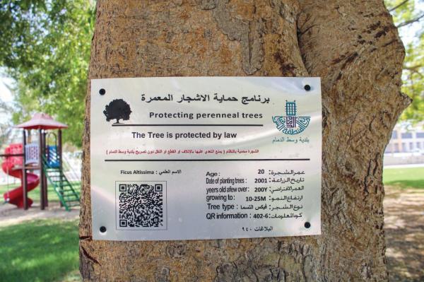 إطلاق مبادرة لحفظ الأشجار المعمرة بالدمام