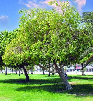 إطلاق مبادرة لحفظ الأشجار المعمرة بالدمام