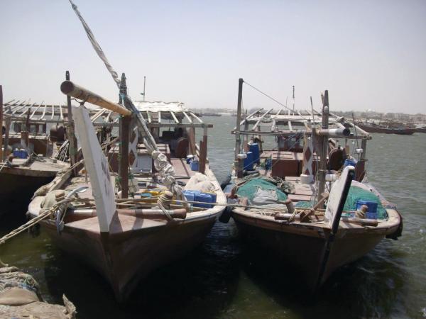 الكائنات البحرية «آمنة» على سواحل الشرقية