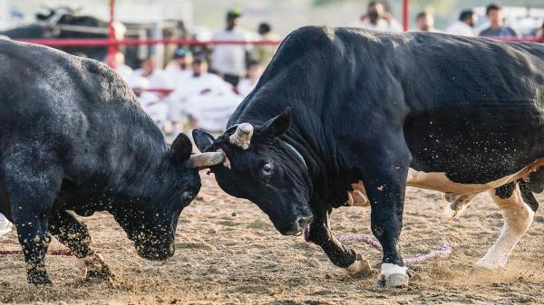 إيقاف عروض حلبة «خيخون»