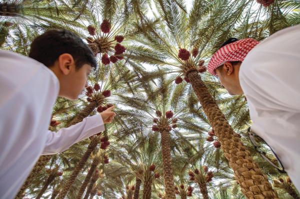 الجوف.. منطقة «المليون نخلة»