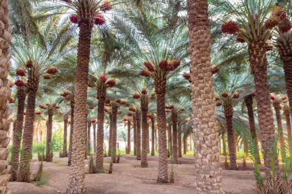 الجوف.. منطقة «المليون نخلة»