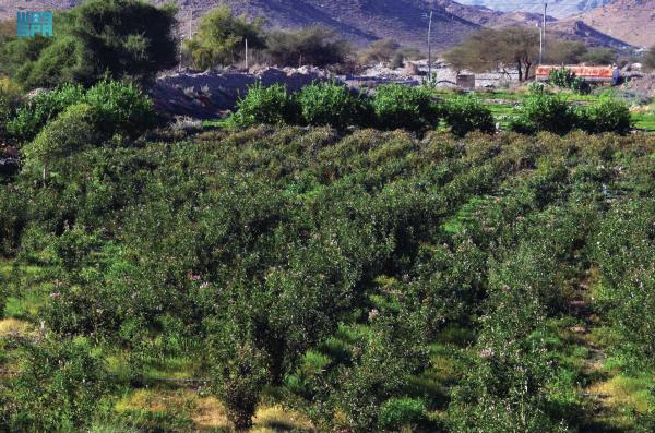 الورد.. زينة مزارع المدينة المنورة