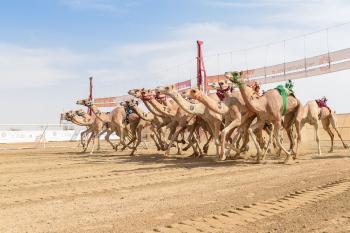اليوم.. انطلاق المرحلة النهائية لمهرجان الهجن