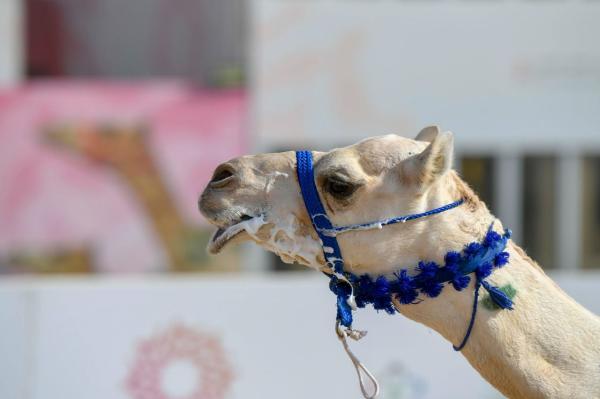 «التزام»..الأسرع في أشواط «الصباحية»