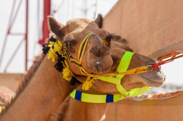 الرموز..سعودية في يومها الأول