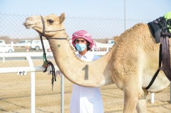 الهجن البحرينية.. تنتزع نجومية رموز اللقايا