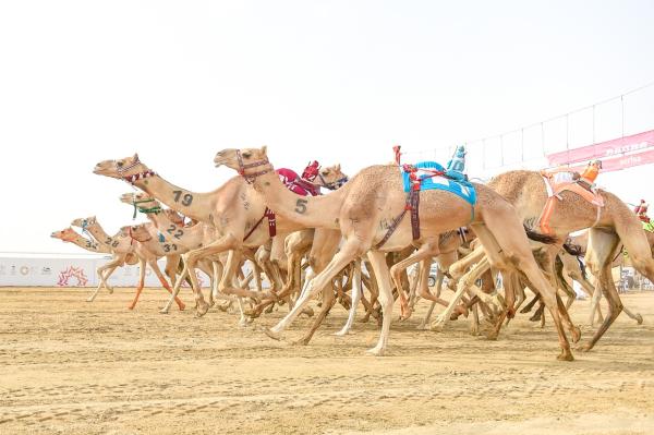 الحيل والزمول..منافسة ضارية بين النخبة