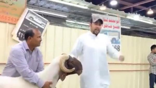 خروف أبيض بـ 200 ألف دولار