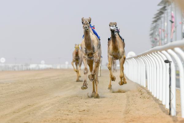 372 مليوناً.. القيمة السوقية لهجن الختام بمهرجان ولي العهد