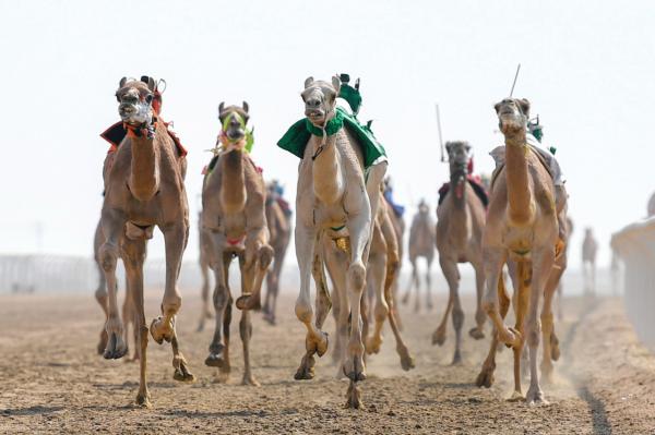 مهرجان الهجن.. مسك الختام