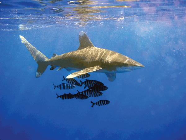 32 % من أسماك القرش مهددة بالانقراض