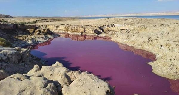 طحالب وبكتيريا تلونالبحر الميت بـ«الأحمر»