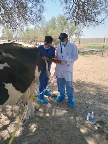 فحوصات طبية استباقية لـ«أبقار» حفر الباطن