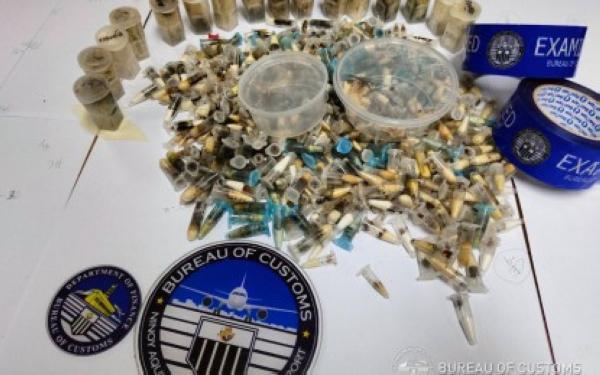 الجمارك الفلبينية تصادر 800 عنكبوت.. ما القصة؟