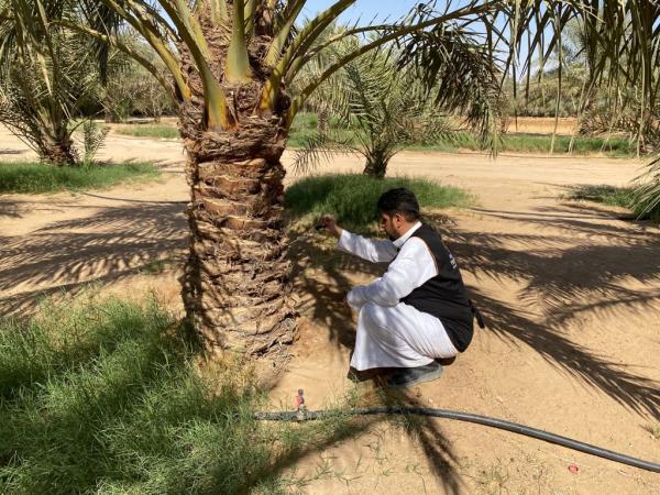 فحص 1300 نخلة لمكافحة السوسة الحمراء