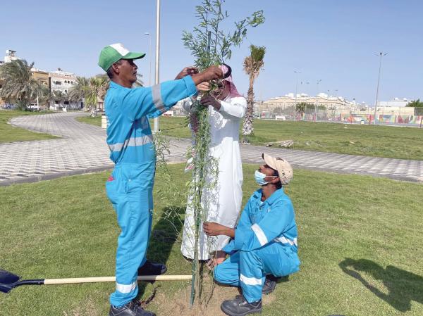 زراعة 30 شجرة «عاف» بالخبر