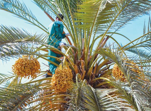«النخيل» درة التاج الأخضر في تبوك