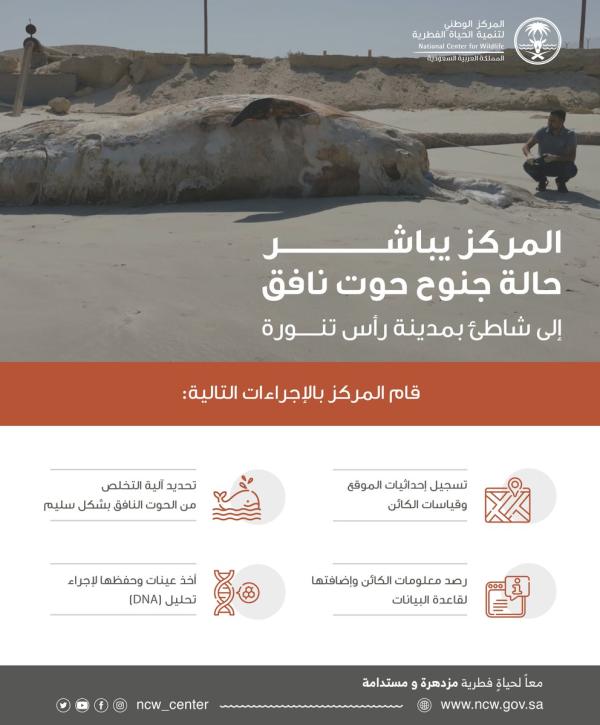 جنوح حوت نافق إلى شاطئ رأس تنورة