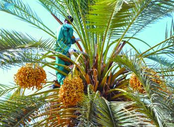 «النخيل» درة التاج الأخضر في تبوك
