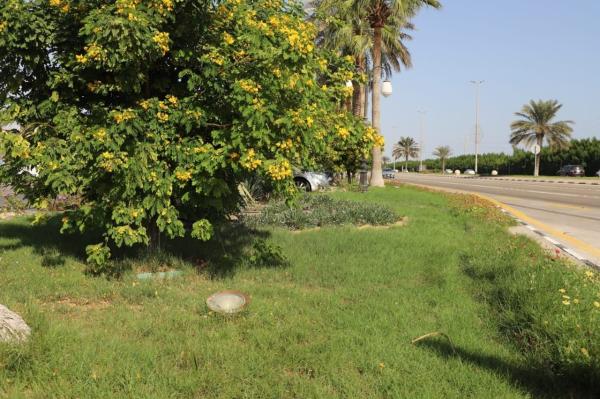 زراعة 600 شجرة لمعالجة التشوه البصري بالشرقية