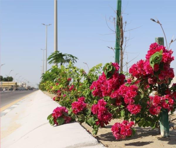 زراعة 600 شجرة لمعالجة التشوه البصري بالشرقية