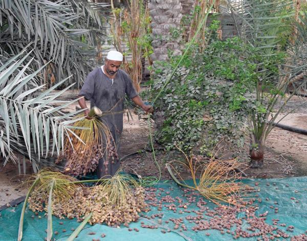 الأحساء.. الأكبر عالميا في زراعة النخيل وإنتاج التمور