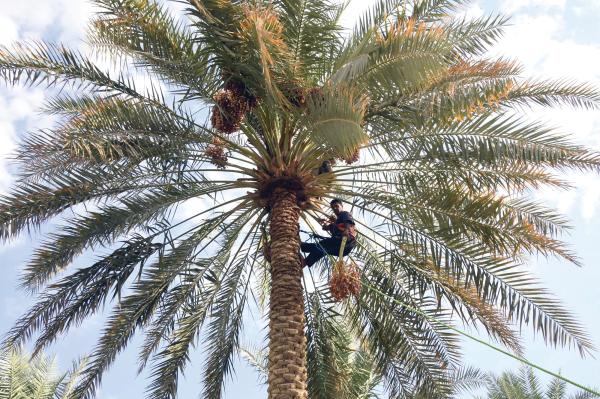 الأحساء.. الأكبر عالميا في زراعة النخيل وإنتاج التمور