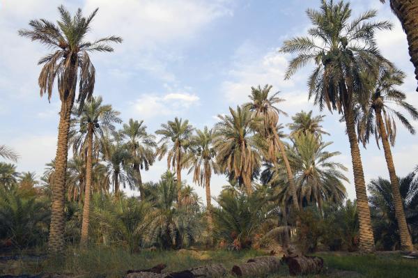 الأحساء.. الأكبر عالميا في زراعة النخيل وإنتاج التمور