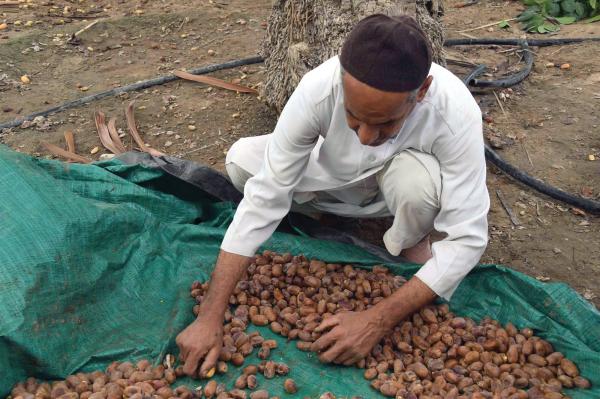 الأحساء.. الأكبر عالميا في زراعة النخيل وإنتاج التمور