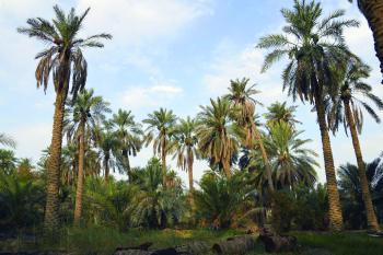 الأحساء.. الأكبر عالميا في زراعة النخيل وإنتاج التمور