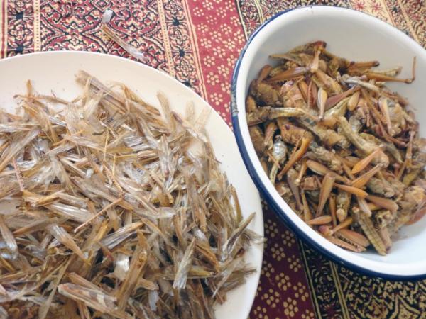 الجراد المهاجر على موائد الأوروبيين