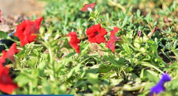20 ألف زهرة تزين كورنيش دارين