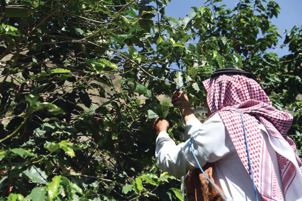 أشجار «جازان» تزهو بثمار «البن الخولاني»