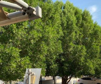 القطيف.. استبدال مظلات السيارات بـ «أشجار الظل»