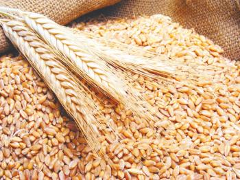 «العامة للحبوب» تطرح مناقصة لاستيراد 535 ألف طن من القمح