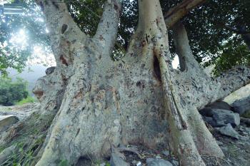 عسير.. 237 شجرة الأكبر والأقدم في العالم