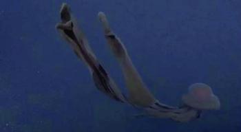 ظهور نادر لقنديل البحر «الشبح»