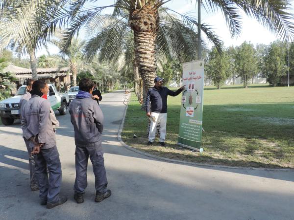 3 فئات لخطة مكافحة سوسة النخيل الحمراء