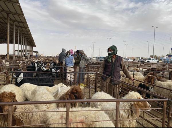 5 جهات تكافح فوضى «شبوك الأنعام» بحفر الباطن