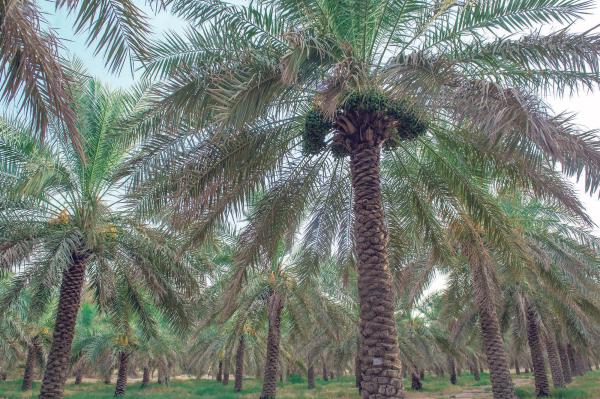 ثقافة «التمرة والنخلة» هدية أبناء المملكة إلى العالم