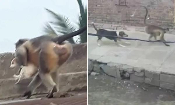 القرود تنتقم لرضيعها