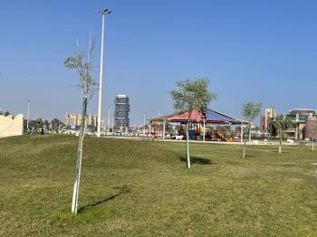زراعة 150 شجرة في واجهة الخبر البحرية