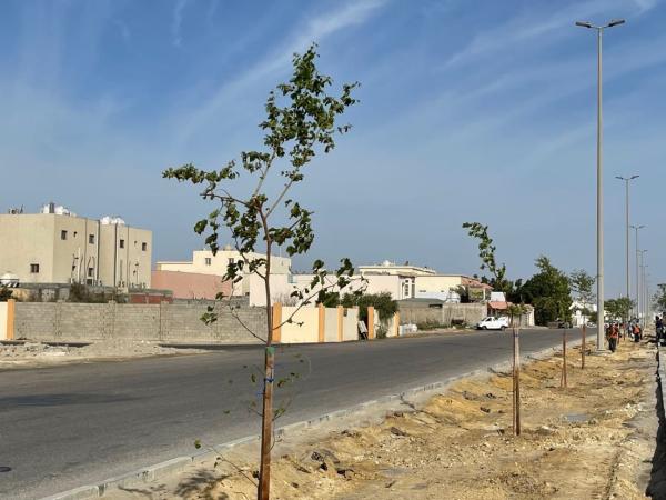 زراعة 115 شجرة سدر بـ«عزيزية الخبر»