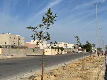 زراعة 115 شجرة سدر بـ«عزيزية الخبر»