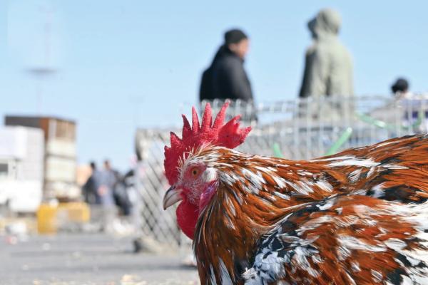سوق الحمام..ملتقى أسبوعي لعشاق الطيور