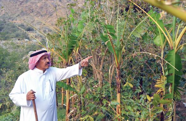 «وادي الغيل».. وجهة الباحثين عن الراحة بين سهول تهامة ومرتفعات «السروات»